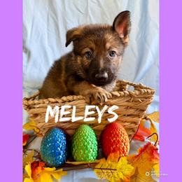 Meleys - Sable female German Shepherd puppy in Lewisburg, Kentucky from RED’s German Shepherds