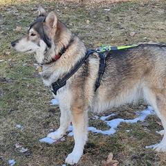 Northern Inuit Dogs from Squam River American Northern Inuit Dogs