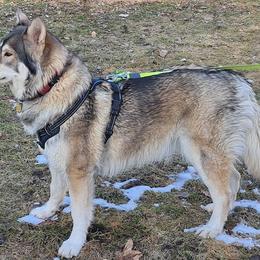 Northern Inuit Dogs from Squam River American Northern Inuit Dogs