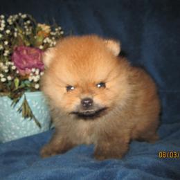 Pomeranian Puppies from Storm Pomeranians