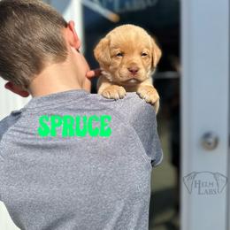 Spruce - Yellow male Dilute Retriever puppy in Forest City, Iowa from Helm Labs