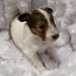 JASMINE - Sable & white female Toy Shetland Sheepdog puppy in Livonia, Michigan from M7’s Shelties, Toonies & AussieDoodles