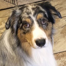 Australian Shepherds and French Bulldogs from Rana's Australian Shepherds & Frenchies