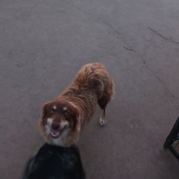 Liberty - Miniature Australian Shepherd