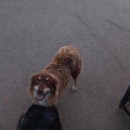 Liberty - Miniature Australian Shepherd