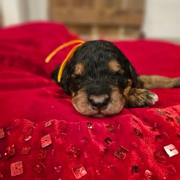Yellow collar - Phantom female Bernedoodle puppy in Shelby, North Carolina from Forever Grateful Doodles