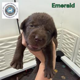 Emerald - Chocolate male Labrador Retriever puppy in Elloree, South Carolina from Moonlight Kennels LLC