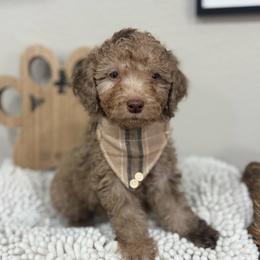 Apollo-White Collar - Chocolate merle male Bernedoodle puppy in Oak Hills, California from High Desert Doodles