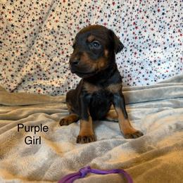 Purple Girl - Black and rust female Doberman Pinscher puppy in Knox, Indiana from Double River Dobermans