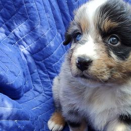 Australian Shepherds from Rocking Hearts Ranch