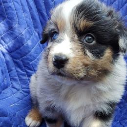 Australian Shepherds from Rocking Hearts Ranch
