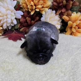 Brindle Girl - Brindle female Pug puppy in Tulsa, Oklahoma from Locust Creek Pugs
