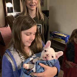 Boston Terrier, Companion Cross, and French Bulldog Puppies from High Plains French Bulldogs,Boston Terriers and Frenchtons.