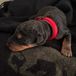 Mr Red - Black and tan male Airedale Terrier puppy in Huntersville, North Carolina from Cool Hand Luke Kennels