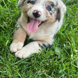 Girl 3 - Green - Australian Shepherd puppy from MP Aussies