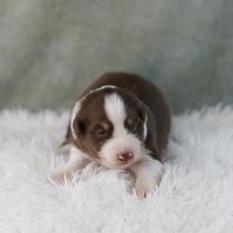 RTM1 - Red tri-color male Australian Shepherd puppy in Warm Springs, Georgia from Out West Aussies