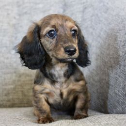 Dachshund Puppies from Tired Chef Dachshunds