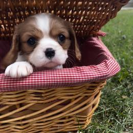 Cavalier King Charles Spaniel Puppies from SHANNON'S CAVALIERS