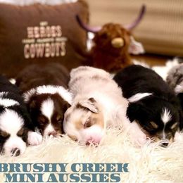 Australian Shepherds, Miniature Australian Shepherds, and Toy Australian Shepherds from Brushy Creek Aussies & Mini Aussies