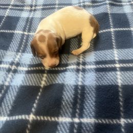 Buggs - Piebald male Dachshund puppy in Wappapello, Missouri from Kandb Dachshunds