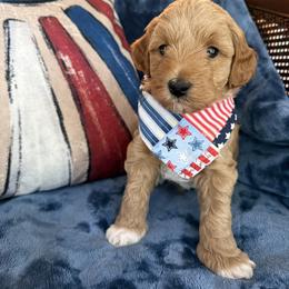 Clark aka Orange Collar - Apricot male Goldendoodle puppy in Portland, Tennessee from Happy_Tails_by_TJ
