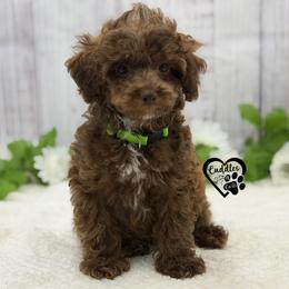 Titan (brown sable) - Sable male Poodle puppy in Nashville, Arkansas from Cuddles n Curls