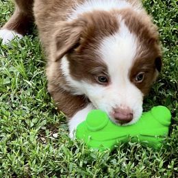 Australian Shepherds from McKinney Aussies