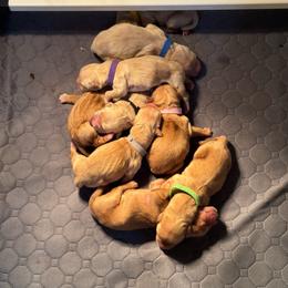 Golden Retriever puppies from Pura Vida Golden Retrievers