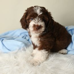 Prince Charming - Brown and white male Aussiedoodle puppy in Lincoln, California from Frenchie LOVE and Doodles