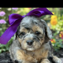 Bernedoodle, Cavapoo, Goldendoodle, and Poodle Puppies from Gypsi Doodles & Poodles