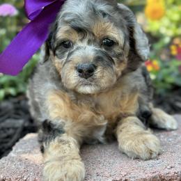 Bernedoodle, Cavapoo, Goldendoodle, and Poodle Puppies from Gypsi Doodles & Poodles