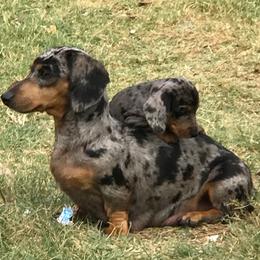 Dachshund puppies from Valentina's mini  AKC Dachshunds