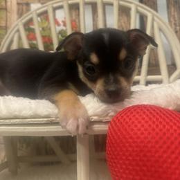 RICO - Cream and white male Chihuahua puppy in Polo, Missouri from Blue Tails Farm