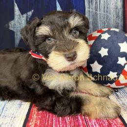 Max AKC 3,400 Phantom - Liver male Miniature Schnauzer puppy in Dayton, Texas from Von Baron Schnauzers