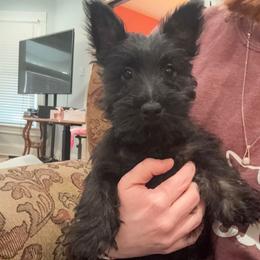 Dark Purple Girl - Scottish Terrier puppy from White Apple Kennel