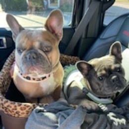 French Bulldogs from Lovey’s Frenchies