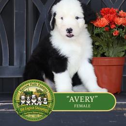 Avery - Gray and white female Old English Sheepdog puppy in Cleveland, Tennessee from Narrow Path Old English & Sheepadoodles
