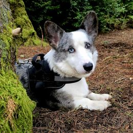 Sokka - Cardigan Welsh Corgi