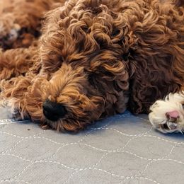 Aussiedoodle, Cavapoo, and Poodle Puppies from Robin's Nest Farm