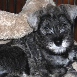 Miniature Schnauzers from Legend's Miniature Schnauzers