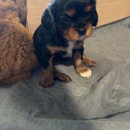 Scarlett Rose - Black and tan female Cavalier King Charles Spaniel puppy in Churchville, Virginia from Karma's Cavaliers