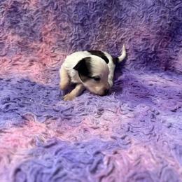Girl 3 - Slate female Chinese Crested puppy in Auburn, Kansas from TopBrass Kennels