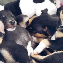 Chihuahuas and Rat Terriers from Emadens