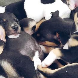 Chihuahuas and Rat Terriers from Emadens