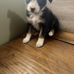 Miniature Australian Shepherd Puppies from Fisher Farm