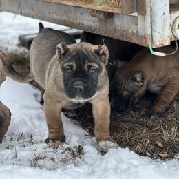 Purple - Perro de Presa Canario puppy from Lykaios Kennels