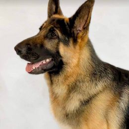 German Shepherd All Grown Up from John Moyle