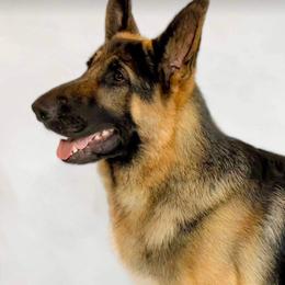 German Shepherd All Grown Up from John Moyle