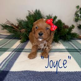 Joyce - Red - Red female Cavapoo puppy in South Jordan, Utah from Simply Sweet Paws. LLC