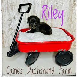 Riley - Brindle female Dachshund puppy in Cincinnati, Ohio from Caines Dachshund Farm
